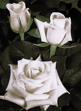 rose blanche....